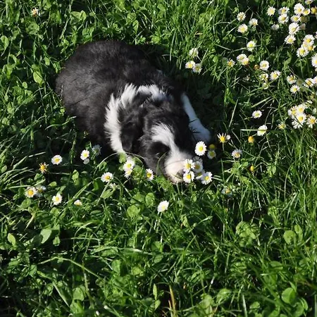 Gospodarstwo agroturystyczne Il Gelso Nero *